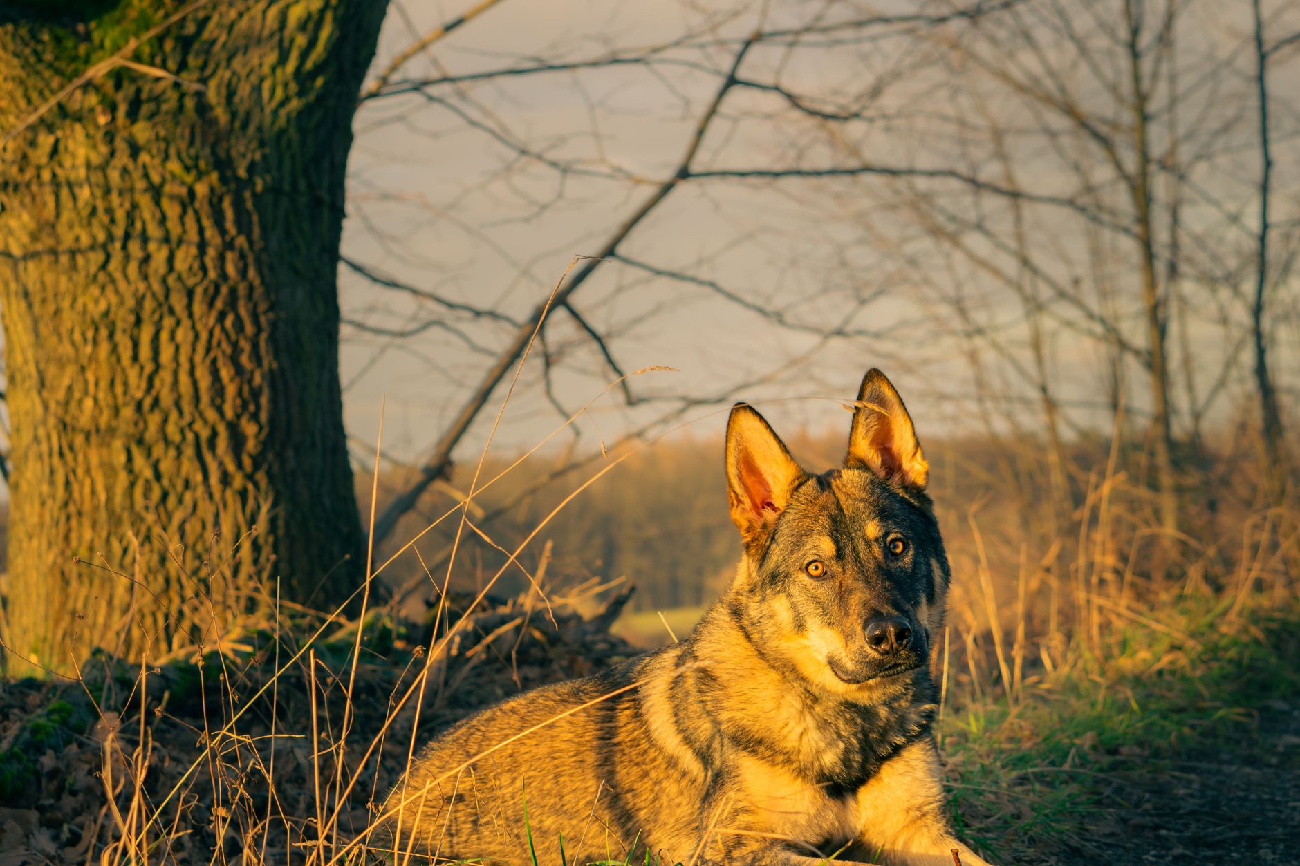 A German Shepherd dog lying by a tree during golden hour in a natural setting.