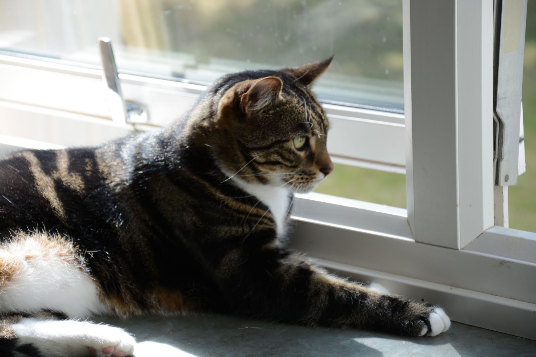 A tabby cat enjoying the sunlight by a window, showcasing a peaceful indoor scene.