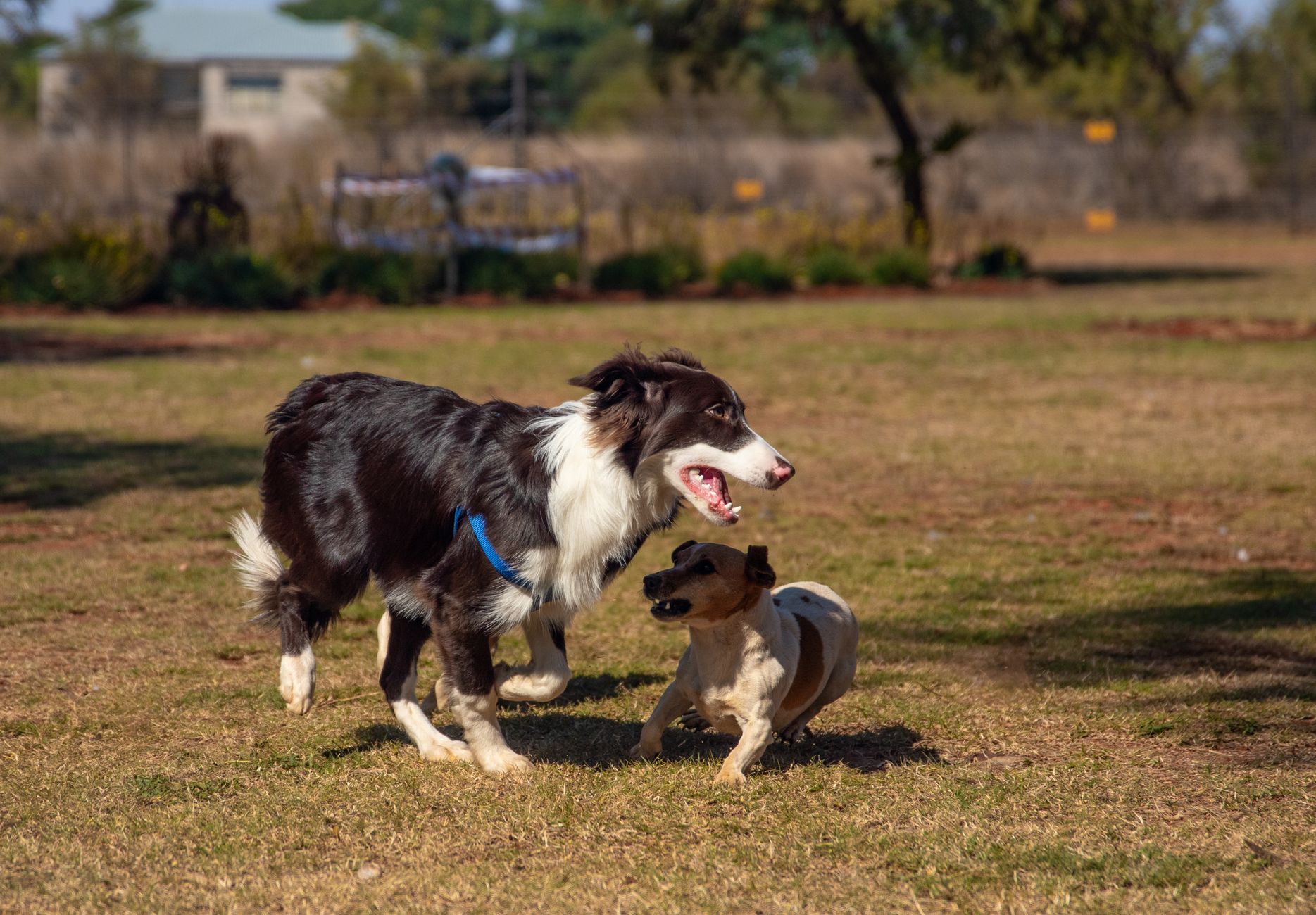 Two playful dogs enjoying a sunny day outdoors, running and having fun on the grassy field.